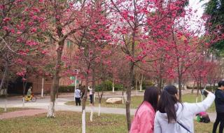 华南农业大学的地址